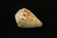 藏品(斑芋螺)的圖片